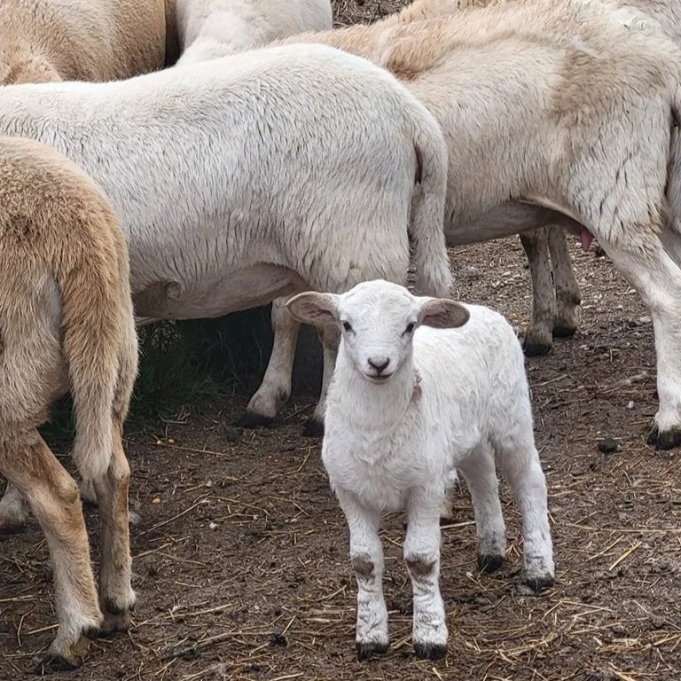 Little+Creek+Market+-+whatwedo A young white lamb standing in front of several adult sheep in a barnyard setting, showcasing the typical features of domestic sheep with a focus on the lamb's playful demeanor.